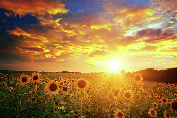 Sunflowers at Sunset Wall Art