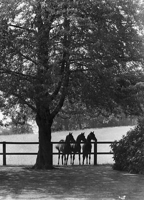 Horses Under a Tree Wall Art