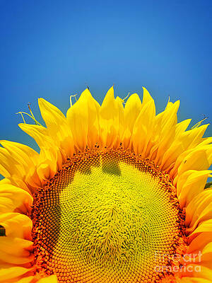 Sunny Day Print