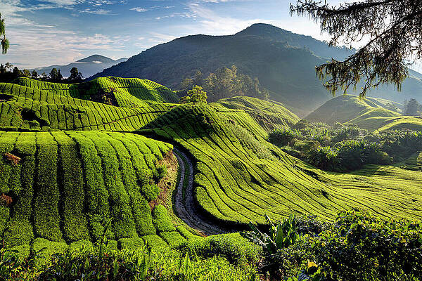 Atmospheric Wall Art featuring the digital art Sunrise Above The Tea Plantations Of by Reinhard Schmid