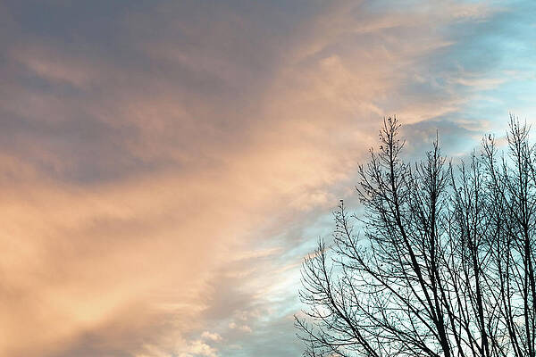 Wall Art featuring the photograph Sunset Over Bare Trees by Debibishop
