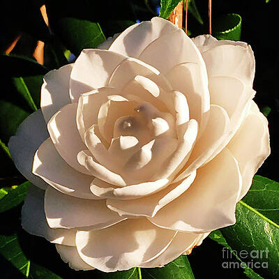 Wall Art featuring the photograph Sunset Sea Foam by Rick Locke - Out of the Corner of My Eye