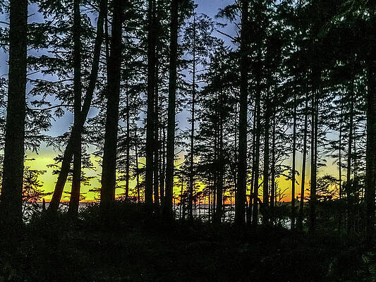 Sky Photograph - Sunset Thru The Trees by Ed Clark