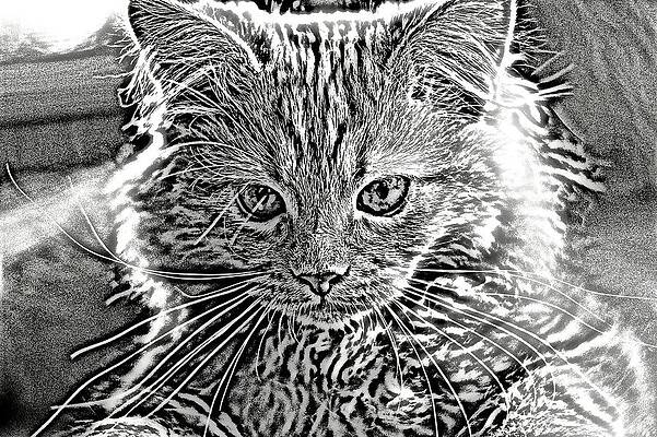 Happy Digital Art - Super Duper Cat Black And White by Don Northup