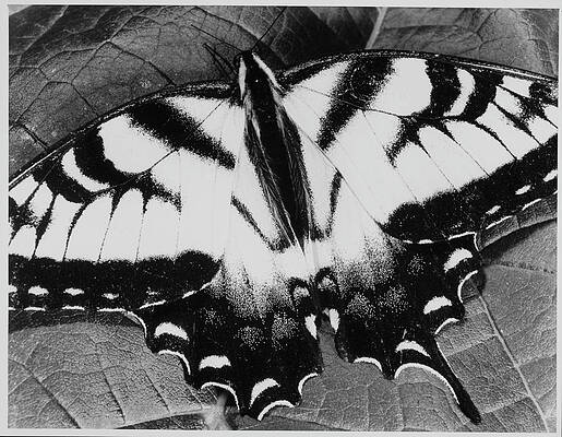 Wall Art featuring the photograph Swallowtail Butterfly by Andreas Feininger