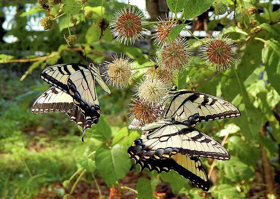 Wall Art featuring the photograph Swallowtail Party by Karen Stansberry
