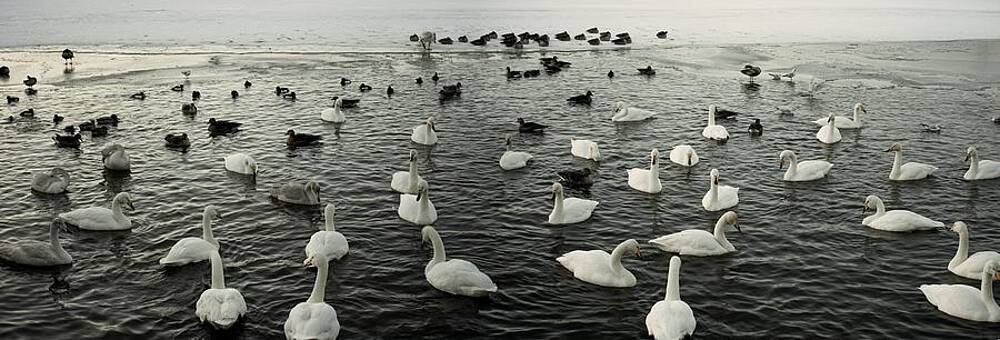 Travel Photograph - Swan Lake by Robert Grac