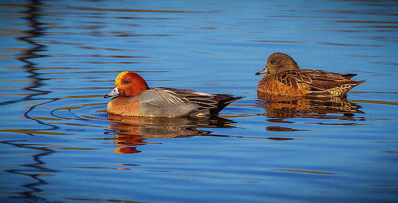 Nature Photograph - Swimming Ducks by Jean Noren