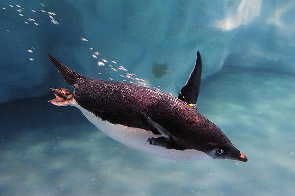 Penguins Wall Art - Photos.com
