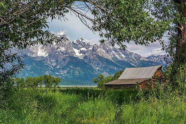 Wyoming Photograph - T A Moulton Barn Through The Trees by Douglas Wielfaert