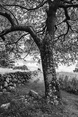 Massachusetts Wall Art featuring the photograph Take A Rest by Steven David Roberts