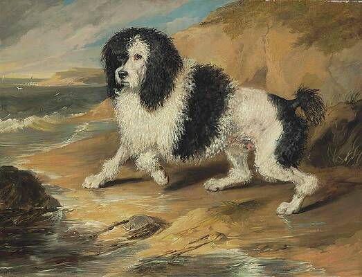 Dog Painting - Tapageur, The Poodle Belonging To The Honorable Frederick by Sir Edwin Henry Landseer