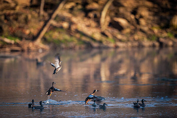 Wall Art featuring the photograph Teal Rising by Jeff Phillippi