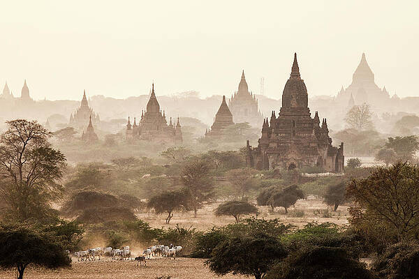 Ancient Temples in Misty Landscape Wall Art