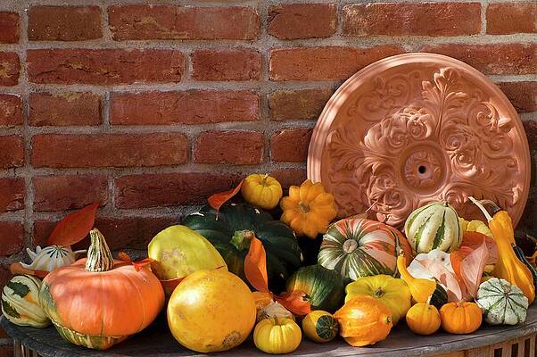 Terracotta Rosette, Pumpkins And Squashes By Brick Wall Print