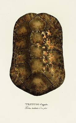 Reptile Painting - Testudo Cagado by Johann Baptist Von Spix