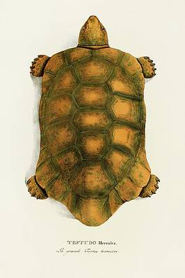 Reptile Painting - Testudo Hercules by Johann Baptist Von Spix