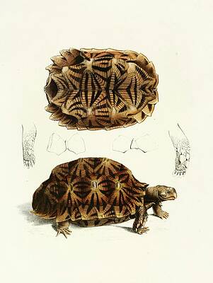 Reptile Painting - Testudo Semiserrata by Sir Andrew Smith