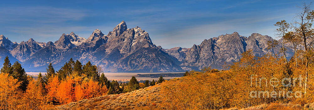 Wall Art featuring the photograph Teton Aspen Gold Panorama by Adam Jewell