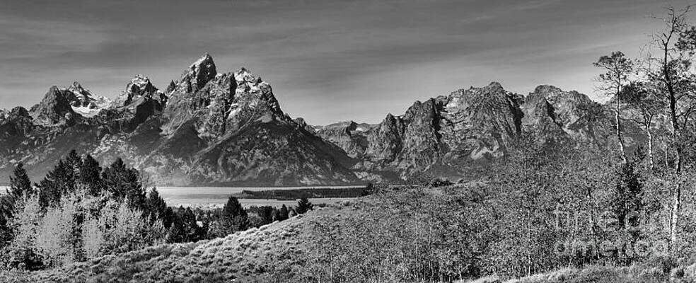 Wall Art featuring the photograph Tetons Over The Golden Aspens Black And White by Adam Jewell