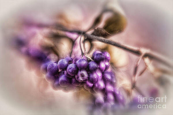 Wall Art featuring the photograph The American Beautyberry by Mary Lou Chmura