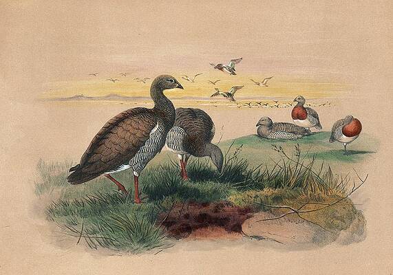 Flock Painting - The Ashy-headed Goose by Joseph Wolf