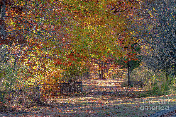 Fall Photograph - The Autumn Trail by William Norton