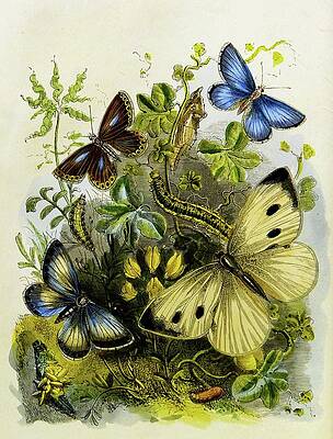 Insects Painting - The Butterfly Vivarium Or Insect Home Pl 2 by Henry Noel Humphreys
