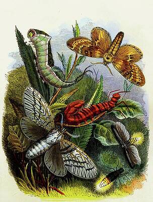 Insects Painting - The Butterfly Vivarium Or Insect Home Pl 4 by Henry Noel Humphreys