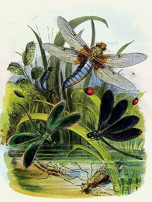 Insects Painting - The Butterfly Vivarium Or Insect Home Pl 5 by Henry Noel Humphreys