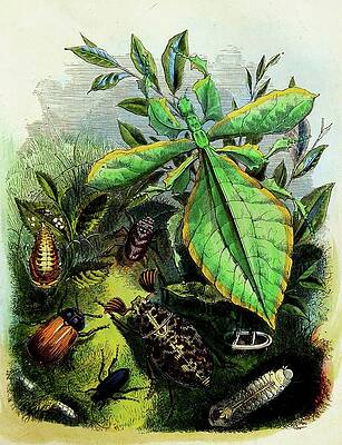 Insects Painting - The Butterfly Vivarium Or Insect Home Pl 6 by Henry Noel Humphreys