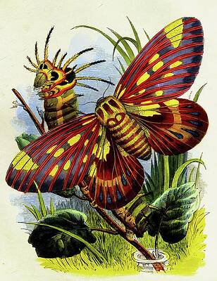 Insects Painting - The Butterfly Vivarium Or Insect Home Pl 7 by Henry Noel Humphreys