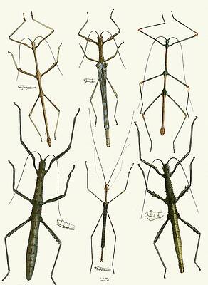 Insects Painting - The Cabinet Of Oriental Entomology Pl Xl by John Obadiah Westwood