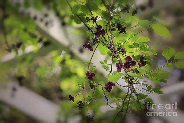 Wall Art featuring the photograph The Chocolate Vine Connection by Mary Lou Chmura