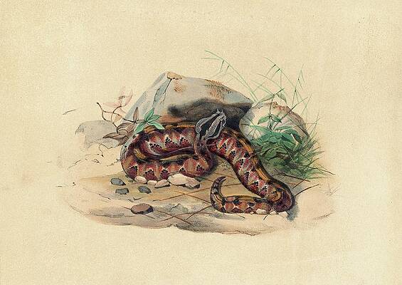 Reptile Painting - The Clotho by Joseph Wolf