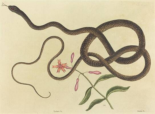 Reptile Painting - The Coach-whip Snake by Mark Catesby