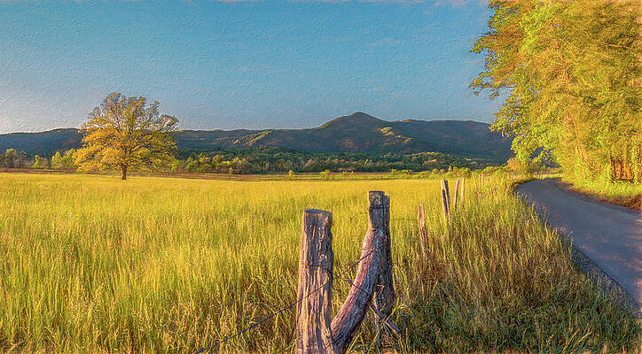 Country Photograph - The Cove Tree In The Golden Hour by Marcy Wielfaert
