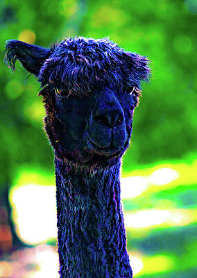 Wildlife Wall Art featuring the photograph The Darkest Alpaca by Jonny D