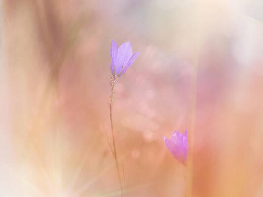 Close Up Wall Art featuring the photograph The Discotheque by Jaroslav Buna