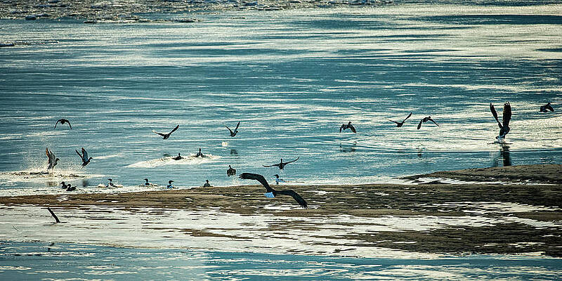Wall Art featuring the photograph The Eagles Are Coming by Jeff Phillippi