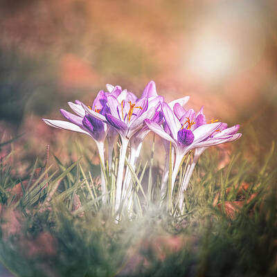 Close Up Wall Art featuring the photograph Blooms Of Earth by Jaroslav Buna