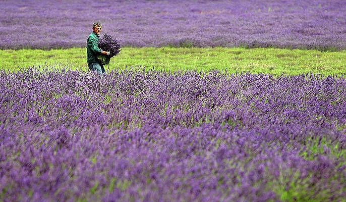 Wall Art featuring the photograph The English Lavender Harvest by Dan Kitwood
