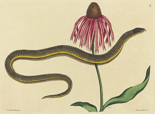 Reptile Painting - The Glass Snake by Mark Catesby