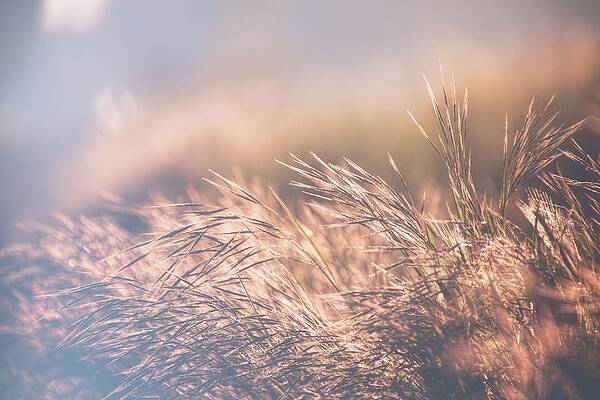 Photograph - The Golden Morning 3 by Jaroslav Buna