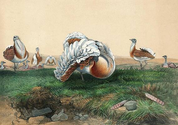 Flock Painting - The Great Bustard by Joseph Wolf