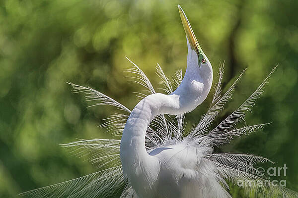 Wall Art featuring the photograph The Great White Egret Mating Dance by Mary Lou Chmura