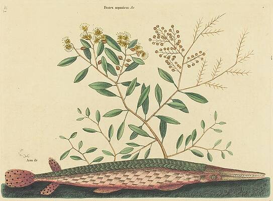 Reptile Painting - The Green Gar Fish by Mark Catesby