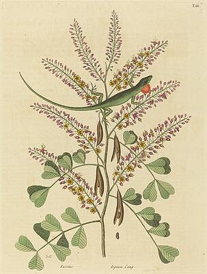 Reptile Painting - The Green Lizard Of Jamaica by Mark Catesby