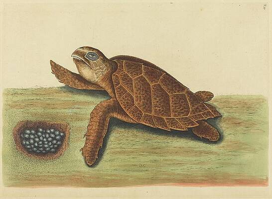 Reptile Painting - The Hawks-bill Turtle by Mark Catesby