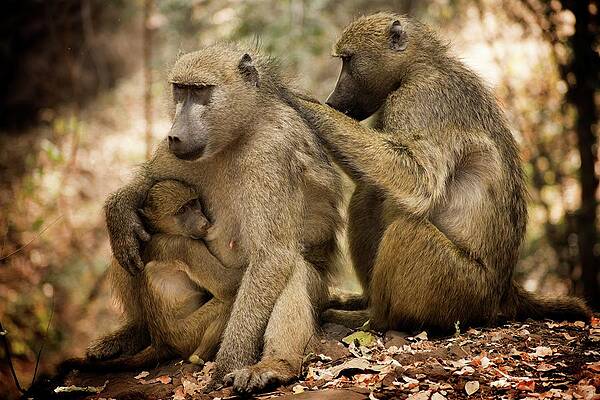 Wildlife Wall Art featuring the photograph The Heart Of Jungle by Robert Grac